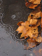 Study with leaves and puddle