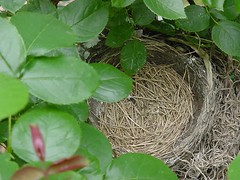 robin's nest June 10, 2005