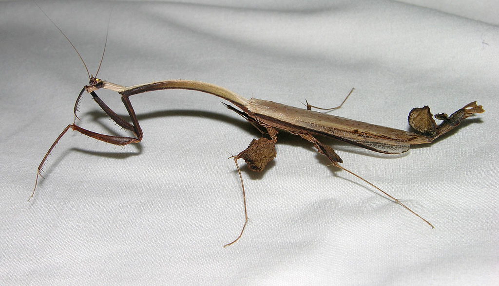 Feather mantis (Toxodera hauseri ?) attracted to lights
