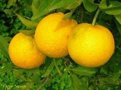 Laranjas // Oranges (Citrus sinensis)