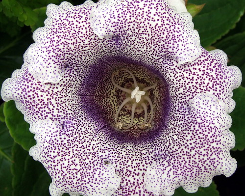 Spotted Gloxinia