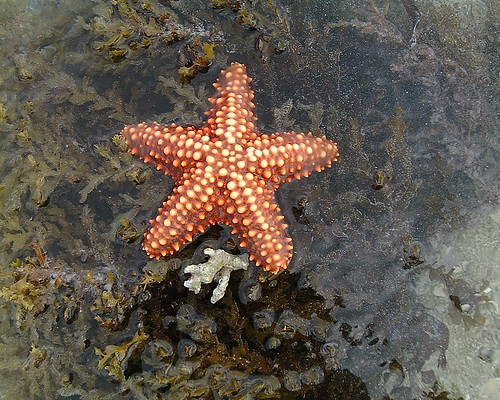 Starfish, Zanzibar, Nungwi Beach