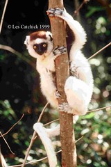 Madagascar trip 1999