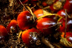 palm oil fruitlets by eddie.lau
