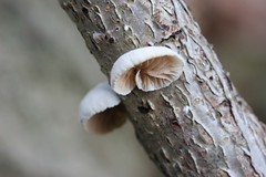  Fungi - Mushrooms and Toadstools