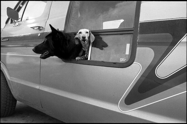 Van dogs - The Decisive Moment in Street Photography