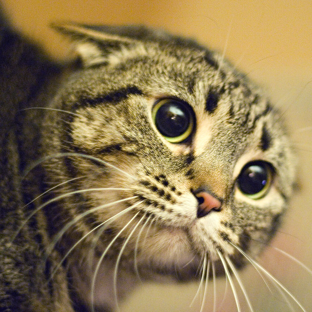 dilated pupils in cats DriverLayer Search Engine