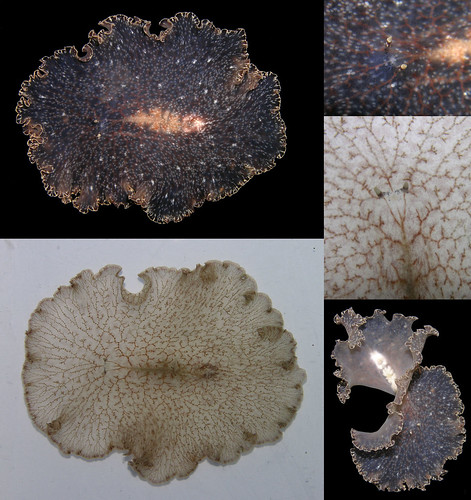 Polyclad flatworm collage