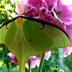 Papillons! / Butterflies!