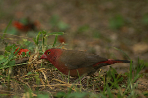 red-billed fire finch