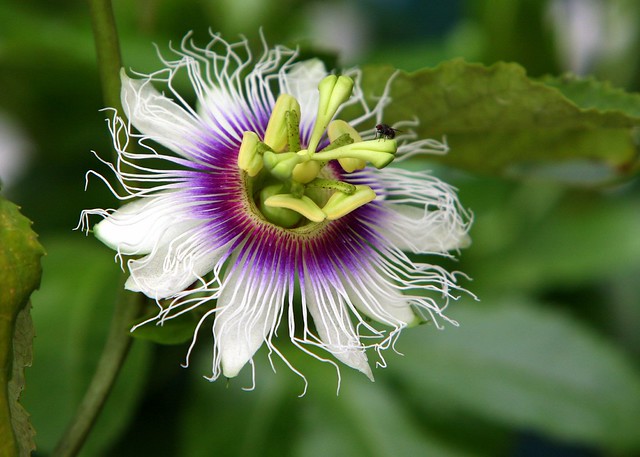 Passiflora edulis with fly