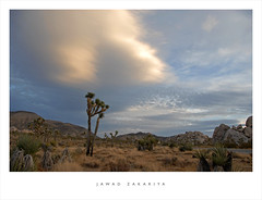 Joshua Tree and the Mojave Desert
