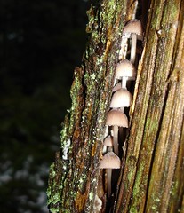 Mushrooms & Fungi