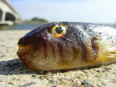 Dead Blowfish