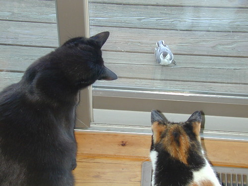 Cats n Nuthatch