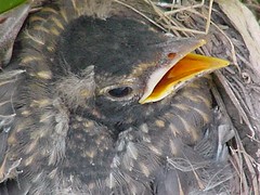 Baby robins - day 10