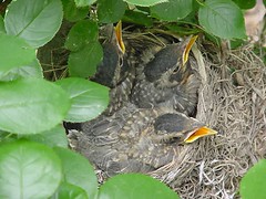 Baby robins - day 12