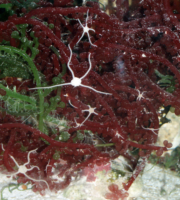 Micro Brittle Starfish