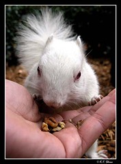 UNT's Albino Squirrel (Baby, 2004 ~ 2006)