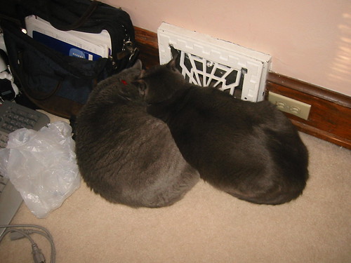 Dallas and Winston cuddling by the heating vent.