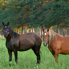 Horses! / Chevaux!