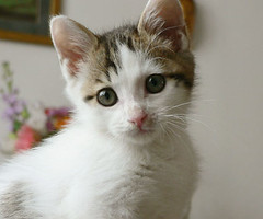 Kitta Kitten