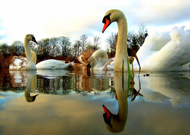 5x2 swans.....