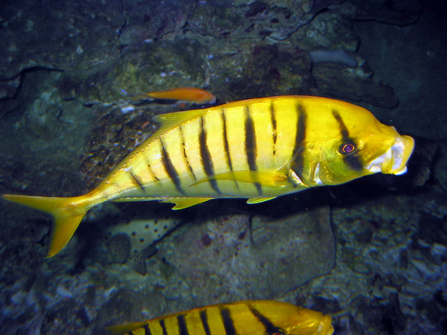 Yellow black striped freshwater fish