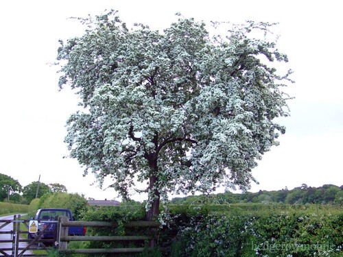 Hawthorn blossum DSCF0995