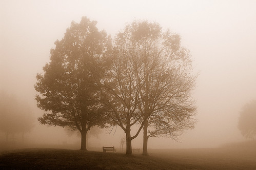 Trees, Fog and Bench
