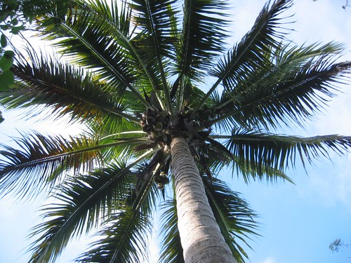 Coconut Tree by kahunapulej