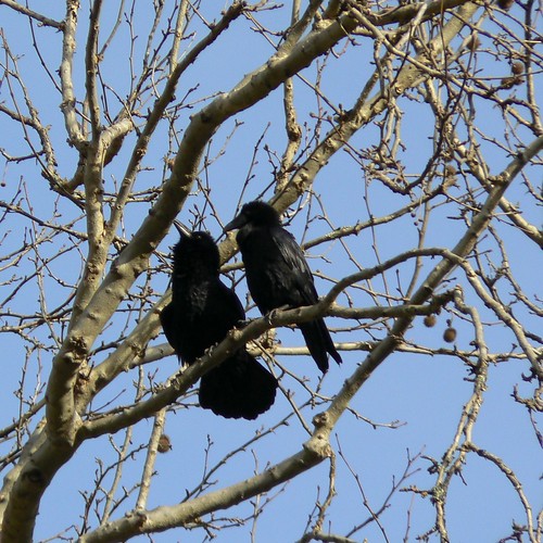 Raven Courtship