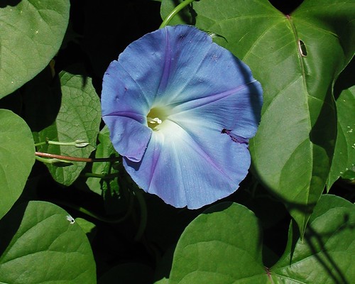 morning glory flower pictures