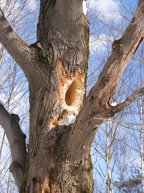 Bigass hole in a tree