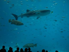 2006-12 Georgia Aquarium