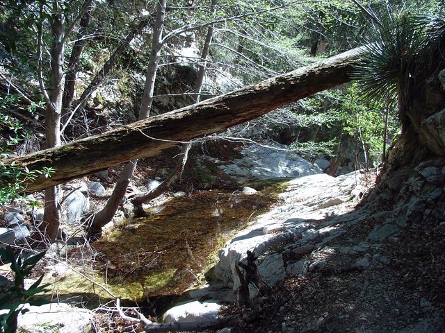Bear Canyon Trail 013