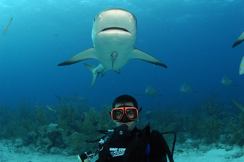 Touf with Sharks