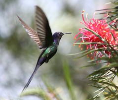 Beija-flores (Colibris) (Hummingbirds)