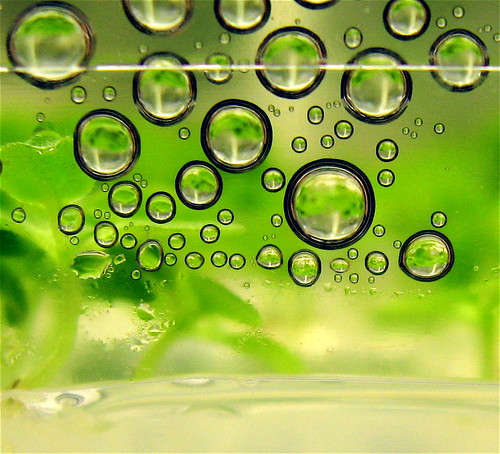 Biofuels. Photo credit: Flickr @ Steve Jurvetson (http://www.flickr.com/photos/jurvetson/)