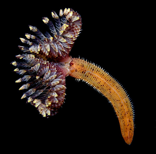 Branchiomma sp, a sabellid worm from Sao Tome