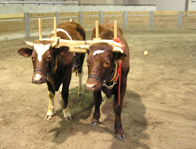 young oxen