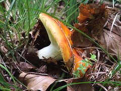 funghi mushrooms