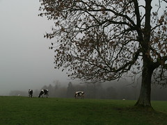 walking in the mist
