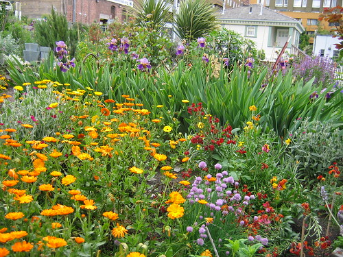 flower garden pictures