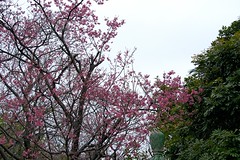 Sakura 2007
