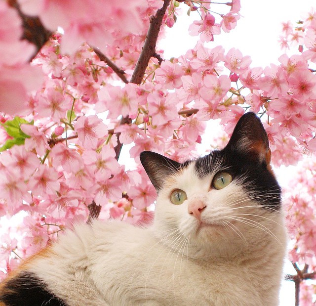 Cat among the cherry blossoms 2