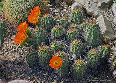 Cultivated Cacti