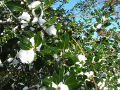Snowy English Holly - Ilex aquifolium