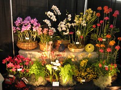 2007 Pacific Orchid Exposition 