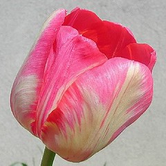 Tulips 001